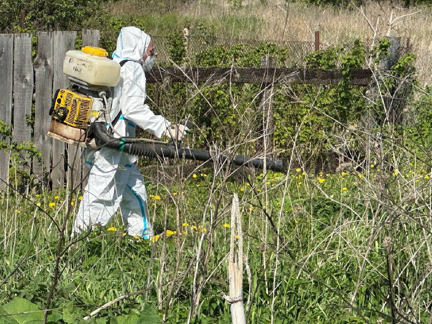 Луховицы #БорьбаСБорщевиком #Экология #Безопасность #Подмосковье,