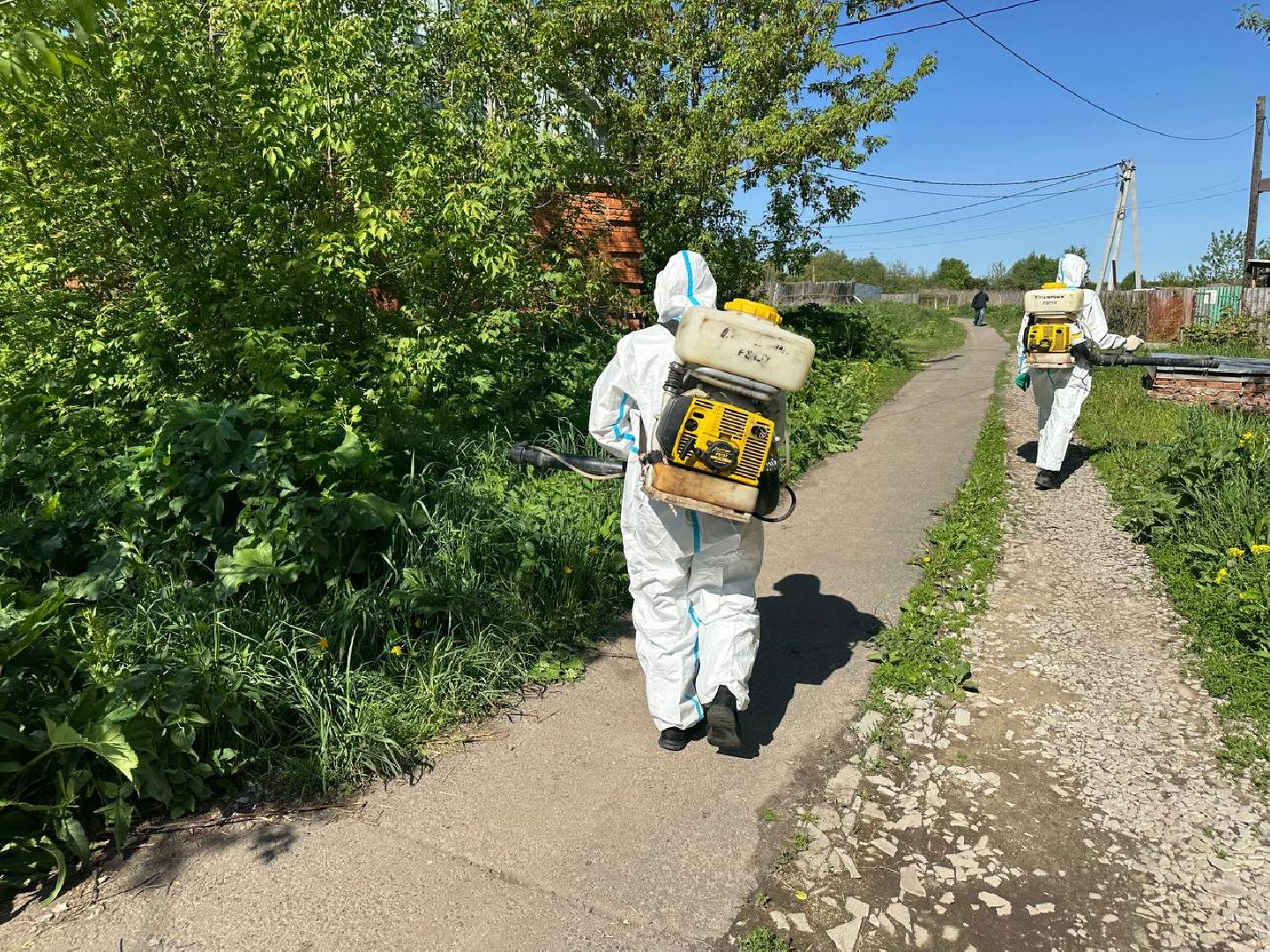 Луховицы #БорьбаСБорщевиком #Экология #Безопасность #Подмосковье,