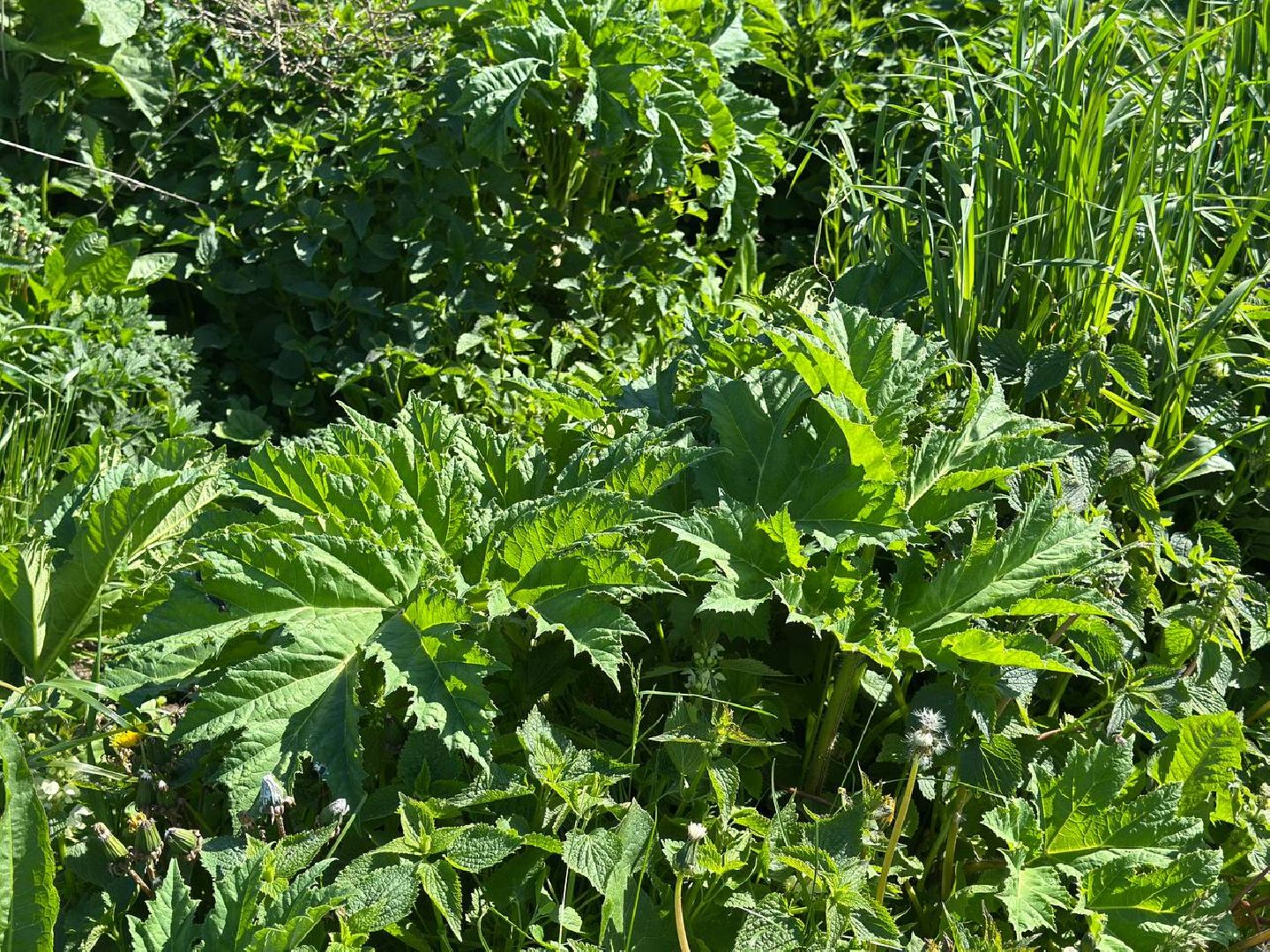 Луховицы #БорьбаСБорщевиком #Экология #Безопасность #Подмосковье,