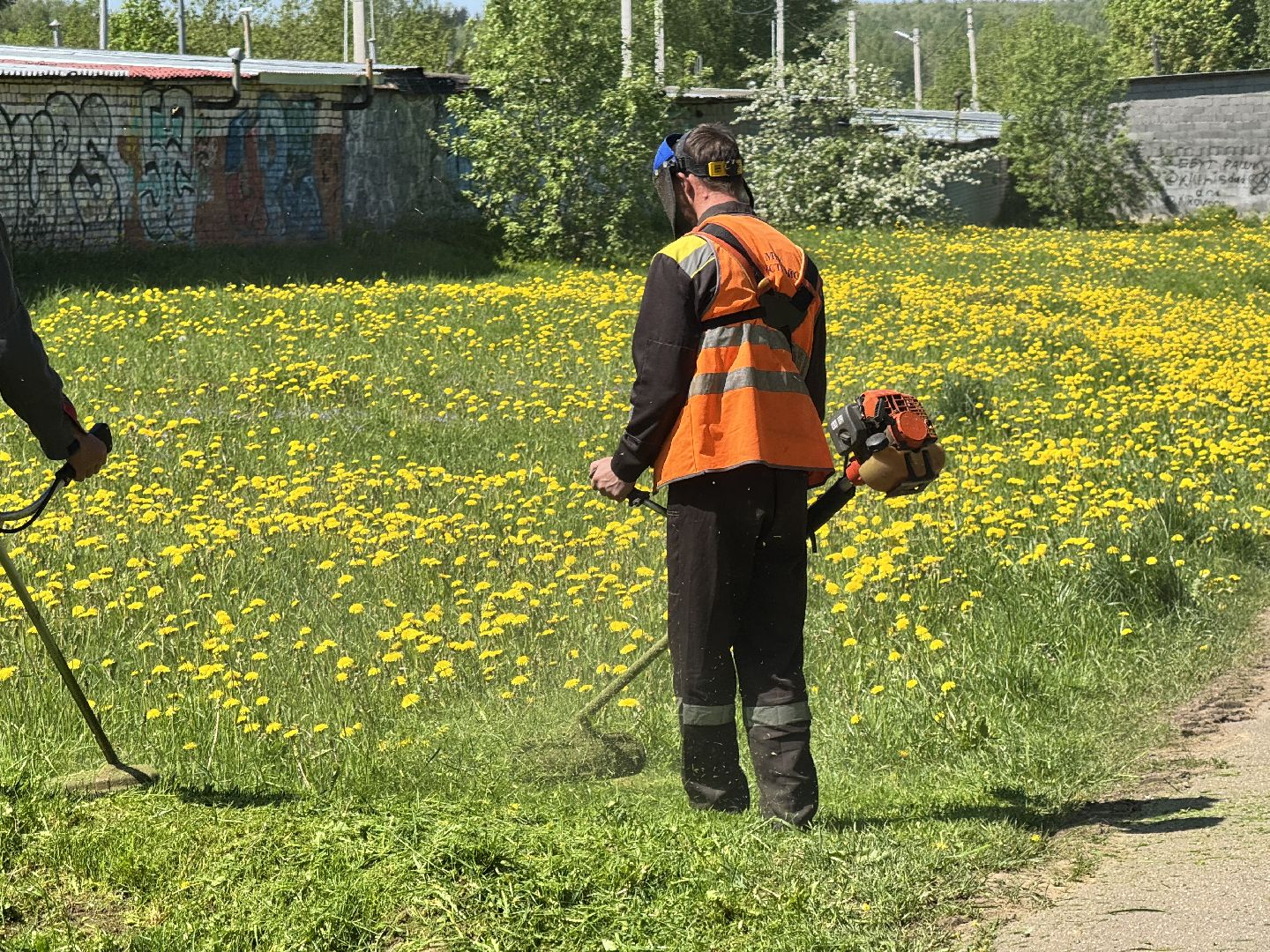 шаховская, покос травы, трава,