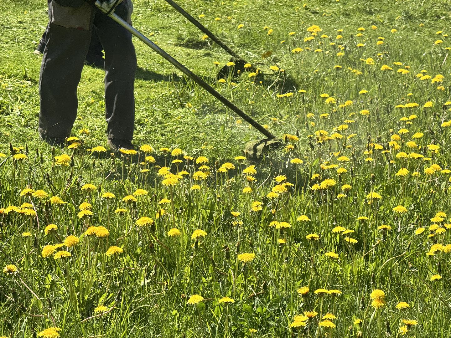 шаховская, покос травы, трава,