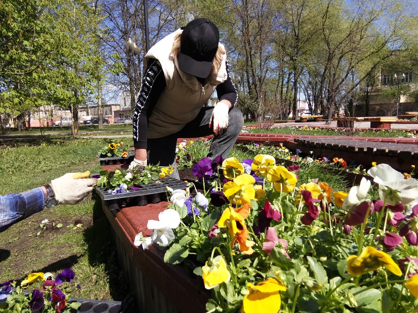Балашиха, Благоустройство Балашиха, фиалка, анютины глазки, цветы, скверы, парки, однолетние растения, многолетние, сквер 60 лет Октября