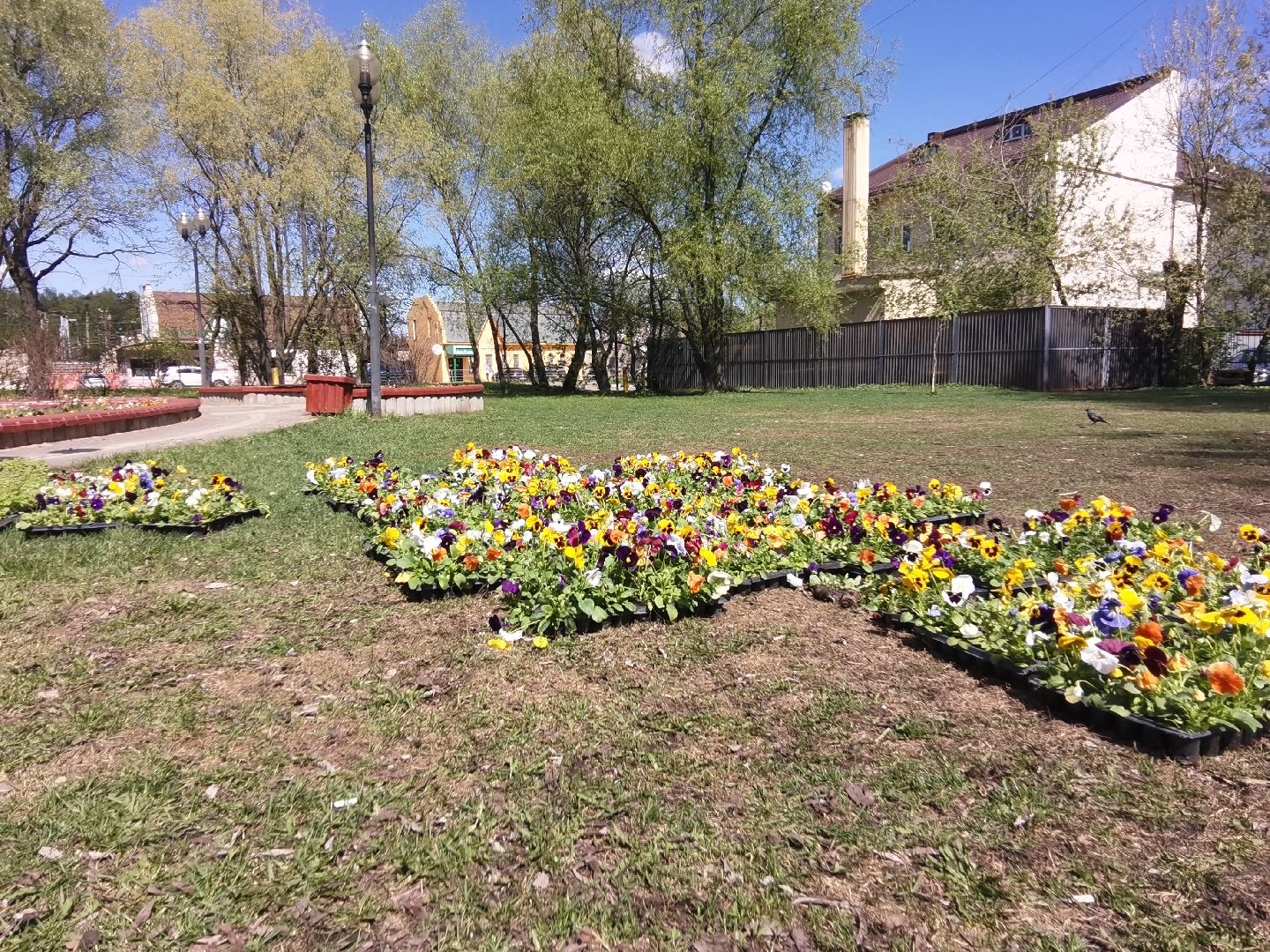 Балашиха, Благоустройство Балашиха, фиалка, анютины глазки, цветы, скверы, парки, однолетние растения, многолетние, сквер 60 лет Октября