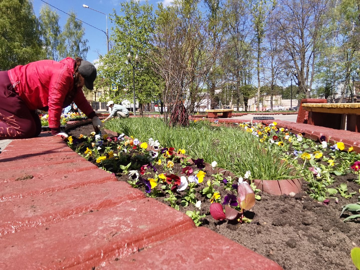 Балашиха, Благоустройство Балашиха, фиалка, анютины глазки, цветы, скверы, парки, однолетние растения, многолетние, сквер 60 лет Октября