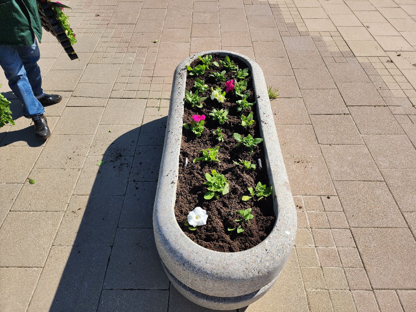 сергиев посад, озеленение, келарская набережная, клумбы,