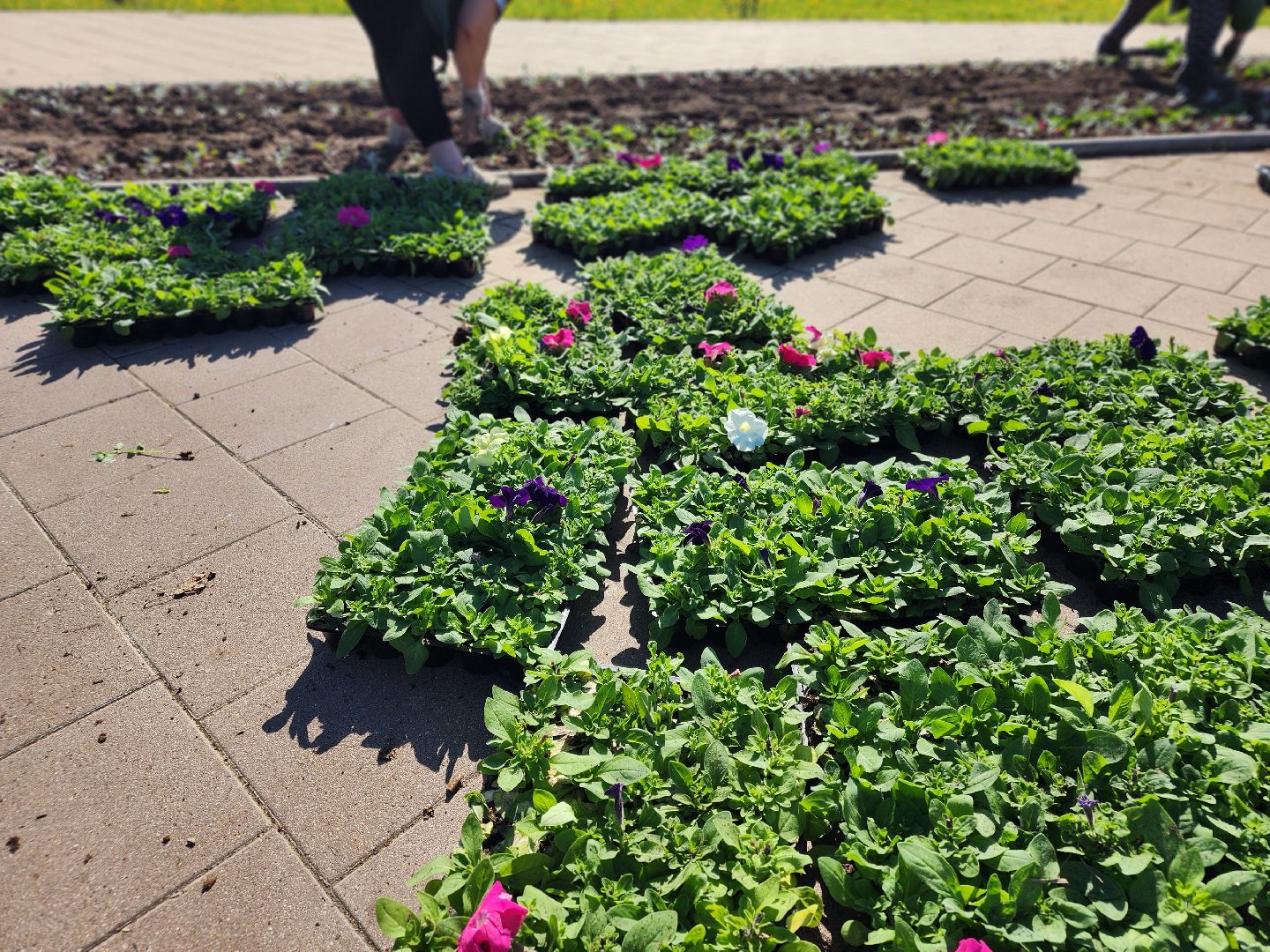 сергиев посад, озеленение, келарская набережная, клумбы,