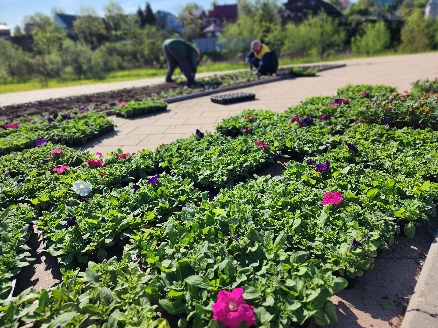 сергиев посад, озеленение, келарская набережная, клумбы,