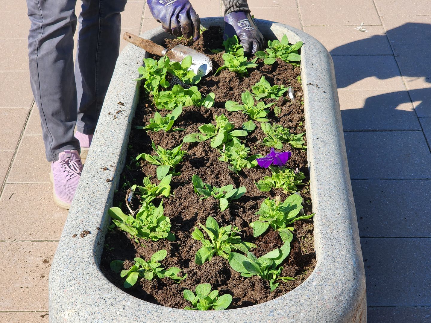 сергиев посад, озеленение, келарская набережная, клумбы,