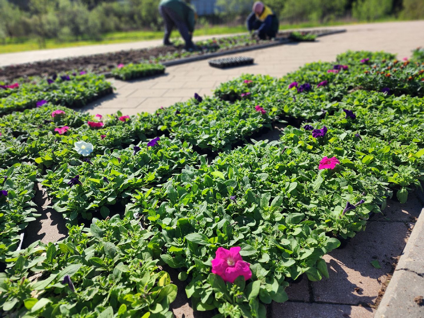 сергиев посад, озеленение, келарская набережная, клумбы,