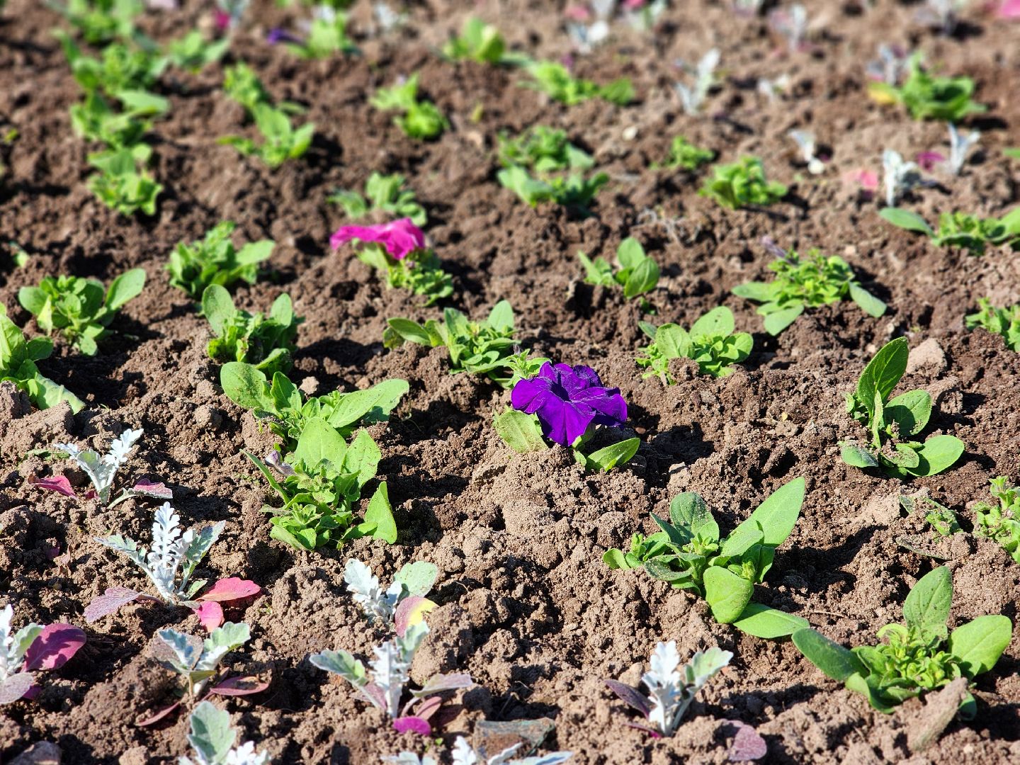 сергиев посад, озеленение, келарская набережная, клумбы,