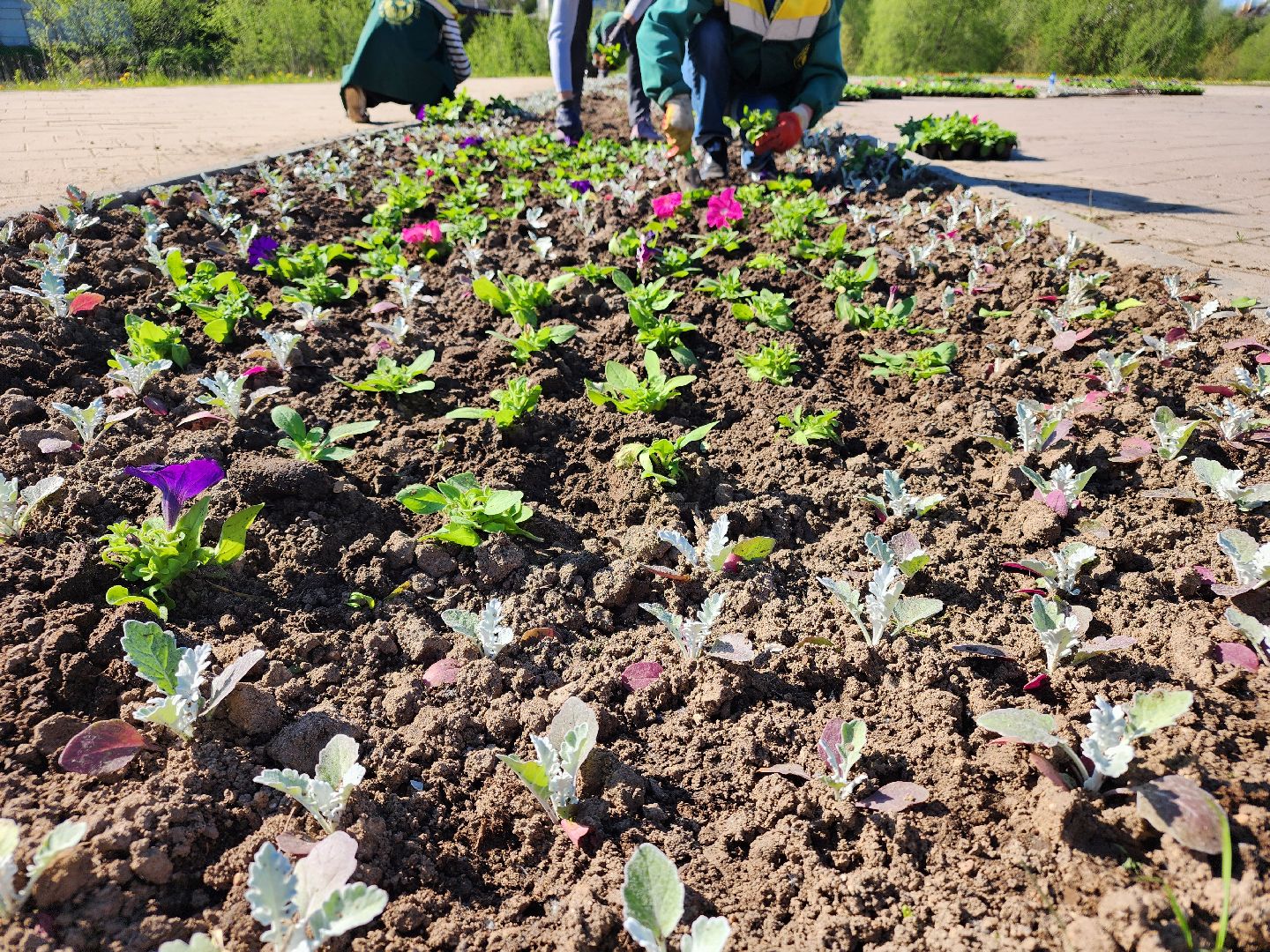 сергиев посад, озеленение, келарская набережная, клумбы,