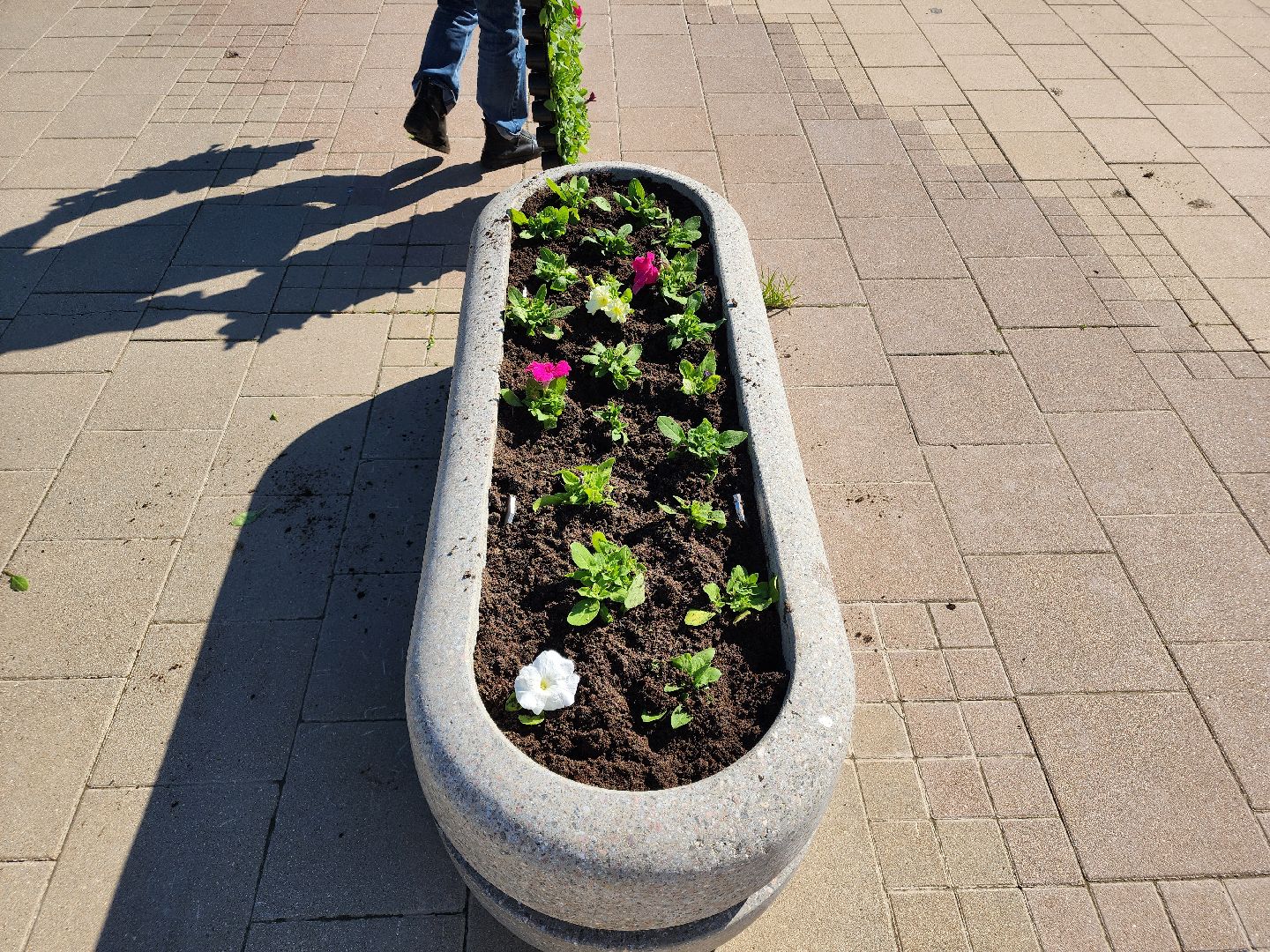 сергиев посад, озеленение, келарская набережная, клумбы,