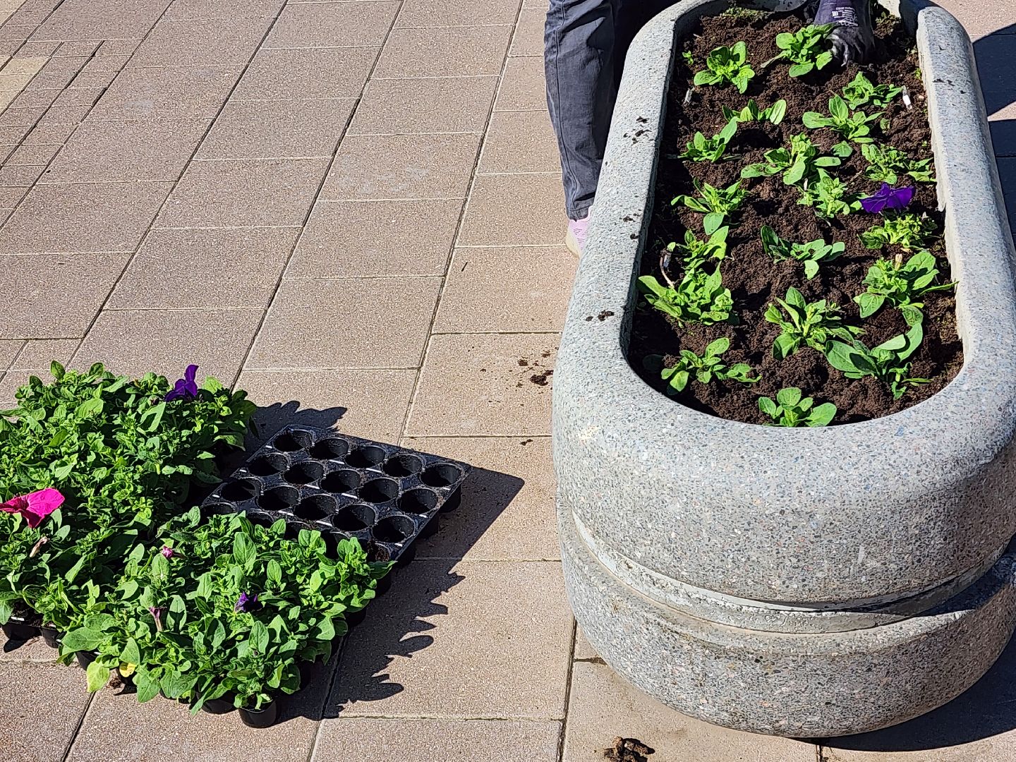 сергиев посад, озеленение, келарская набережная, клумбы,