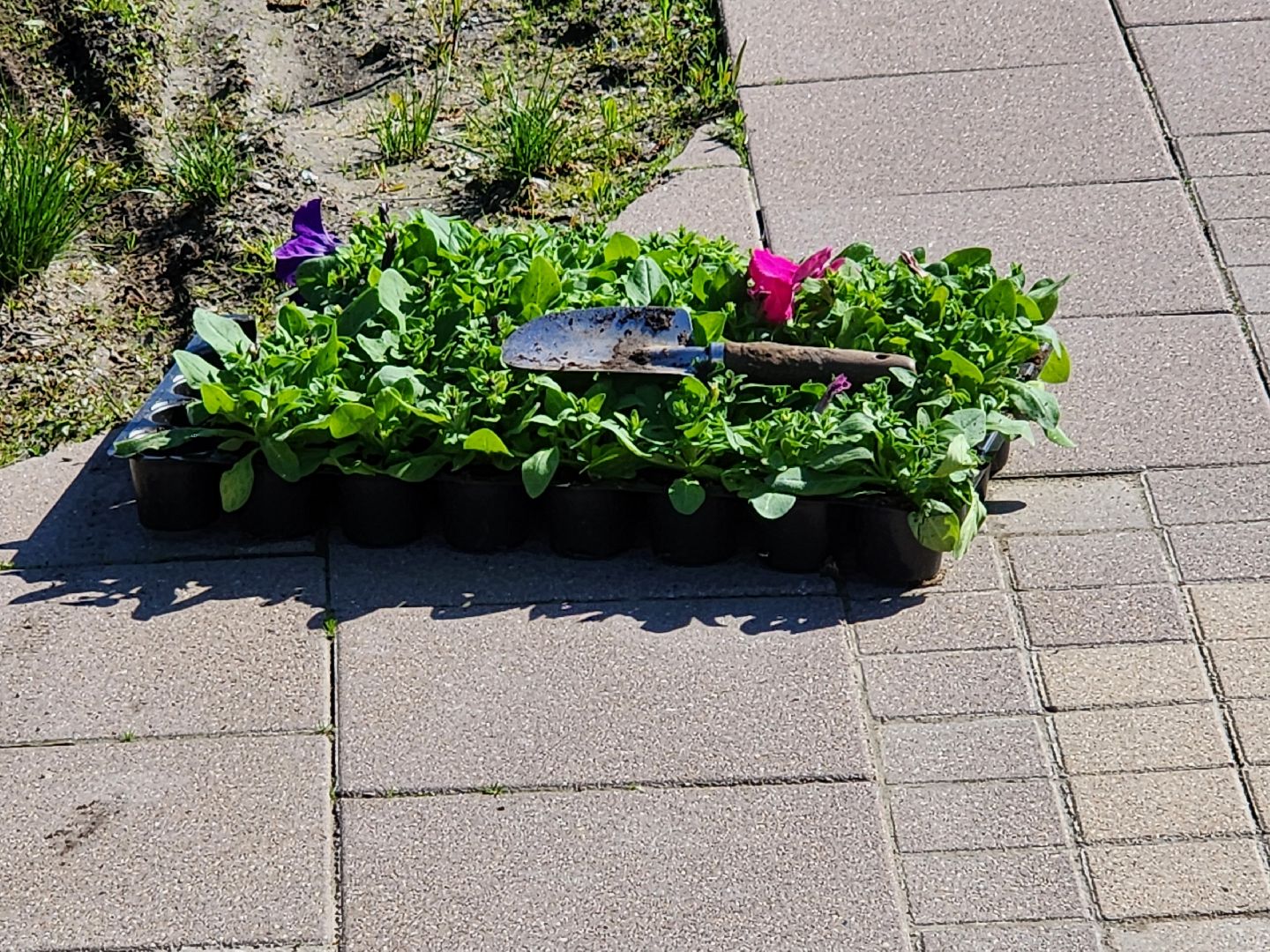 сергиев посад, озеленение, келарская набережная, клумбы,