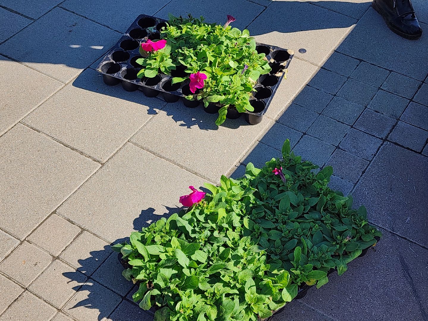 сергиев посад, озеленение, келарская набережная, клумбы,