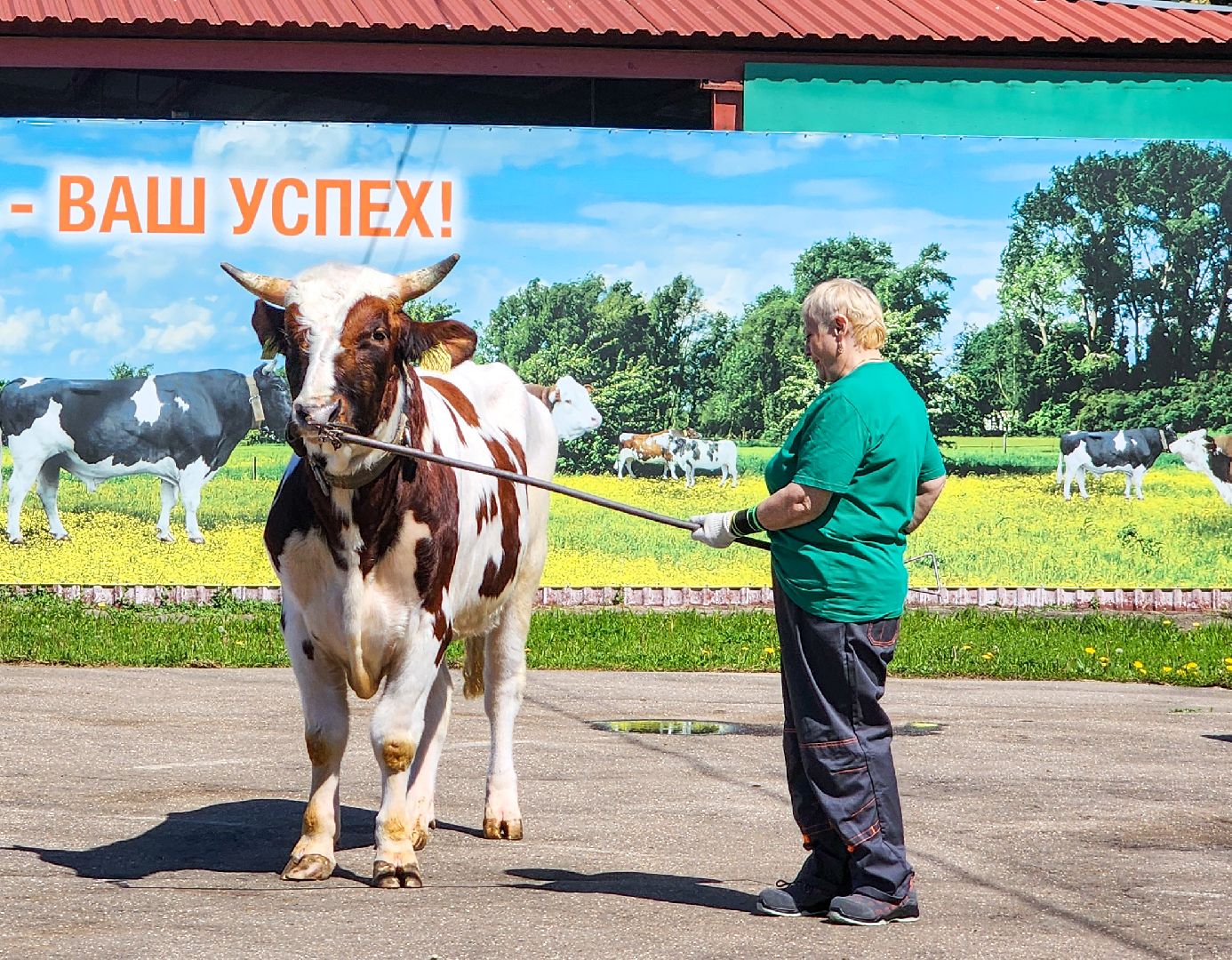 Подольск, сельское хозяйство, выводка быков,животноводство,