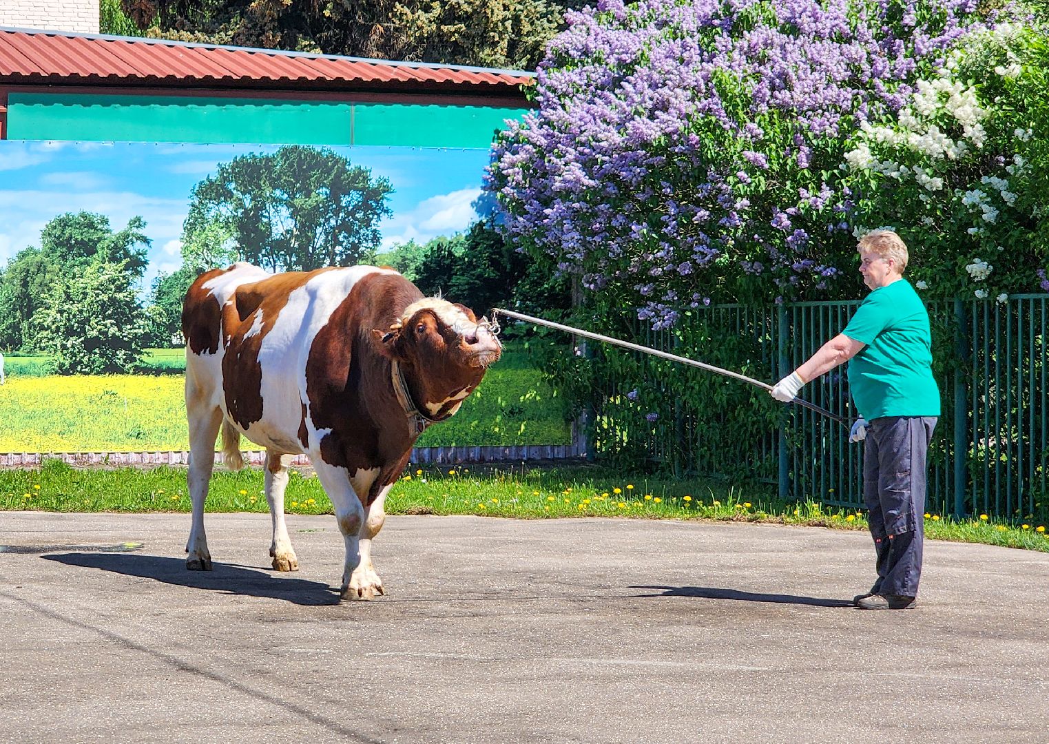 Подольск, сельское хозяйство, выводка быков,животноводство,