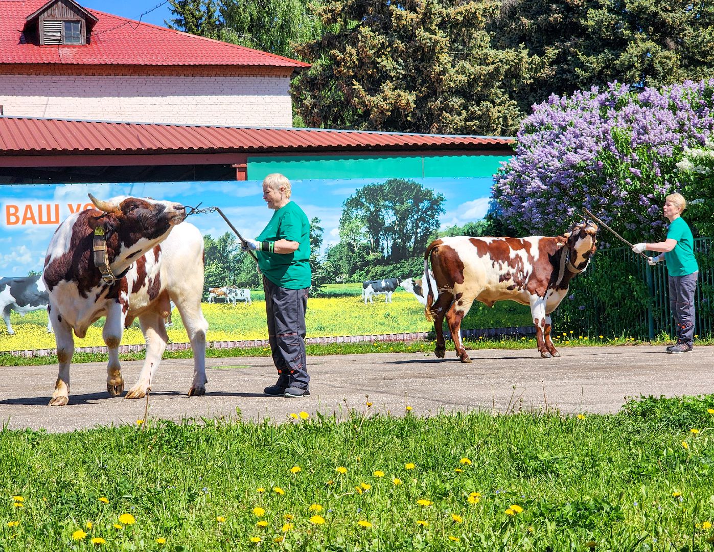 Подольск, сельское хозяйство, выводка быков,животноводство,