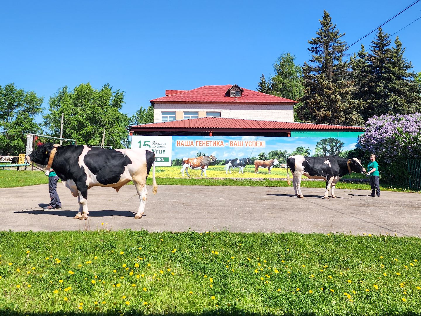 Подольск, сельское хозяйство, выводка быков,животноводство,