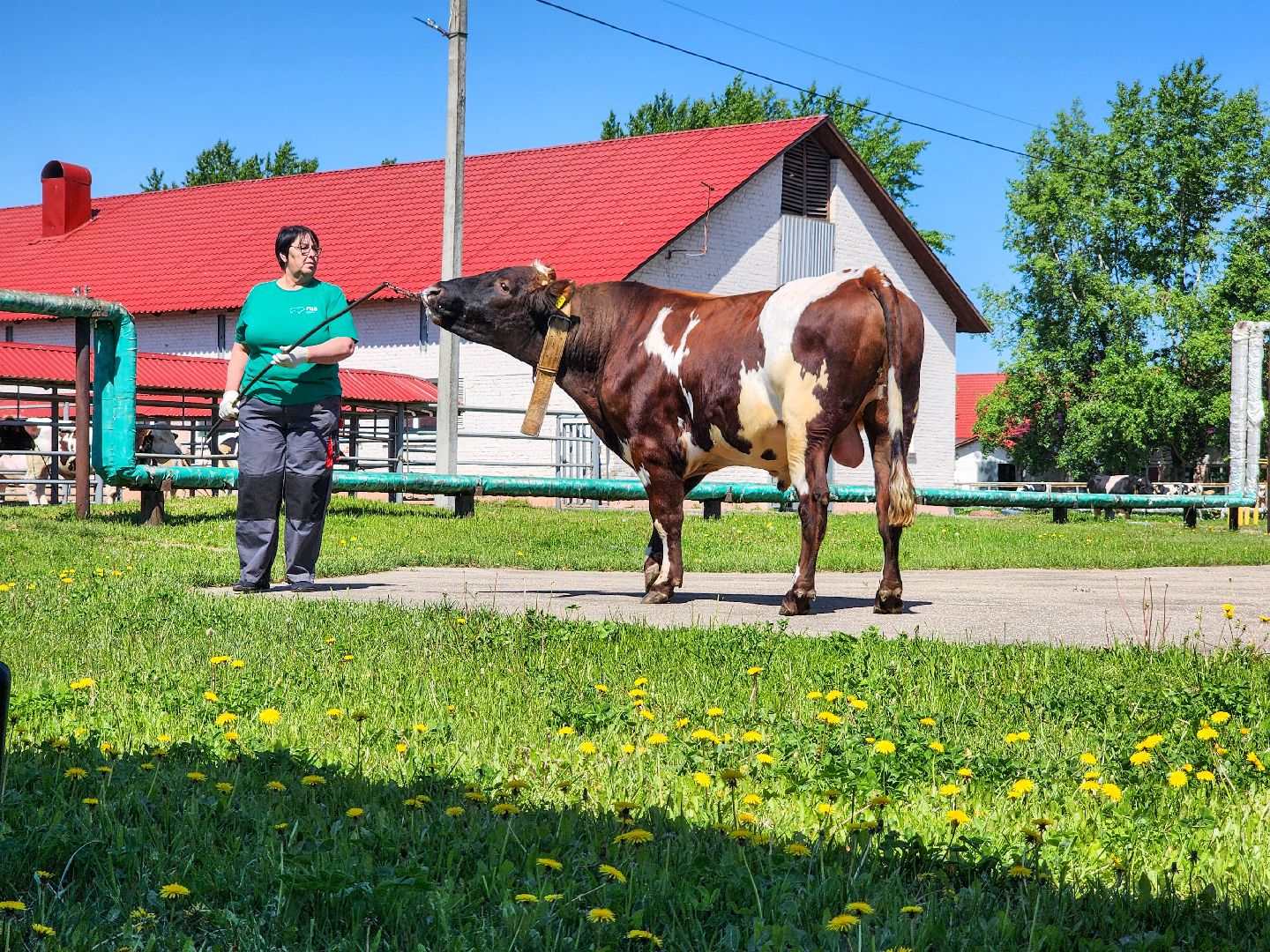 Подольск, сельское хозяйство, выводка быков,животноводство,