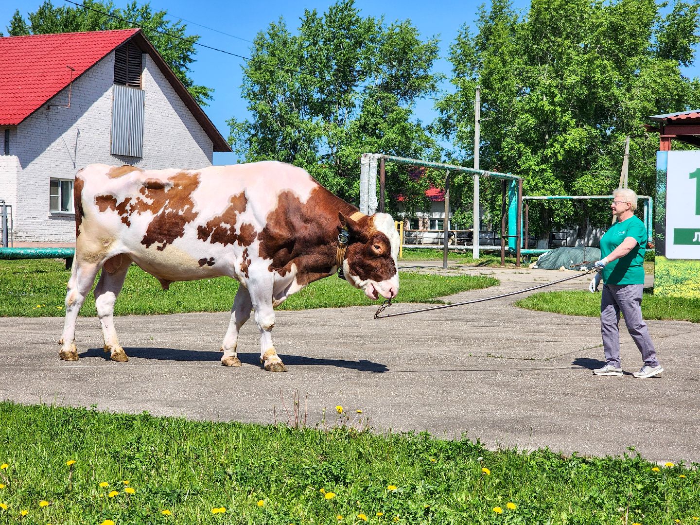 Подольск, сельское хозяйство, выводка быков,животноводство,