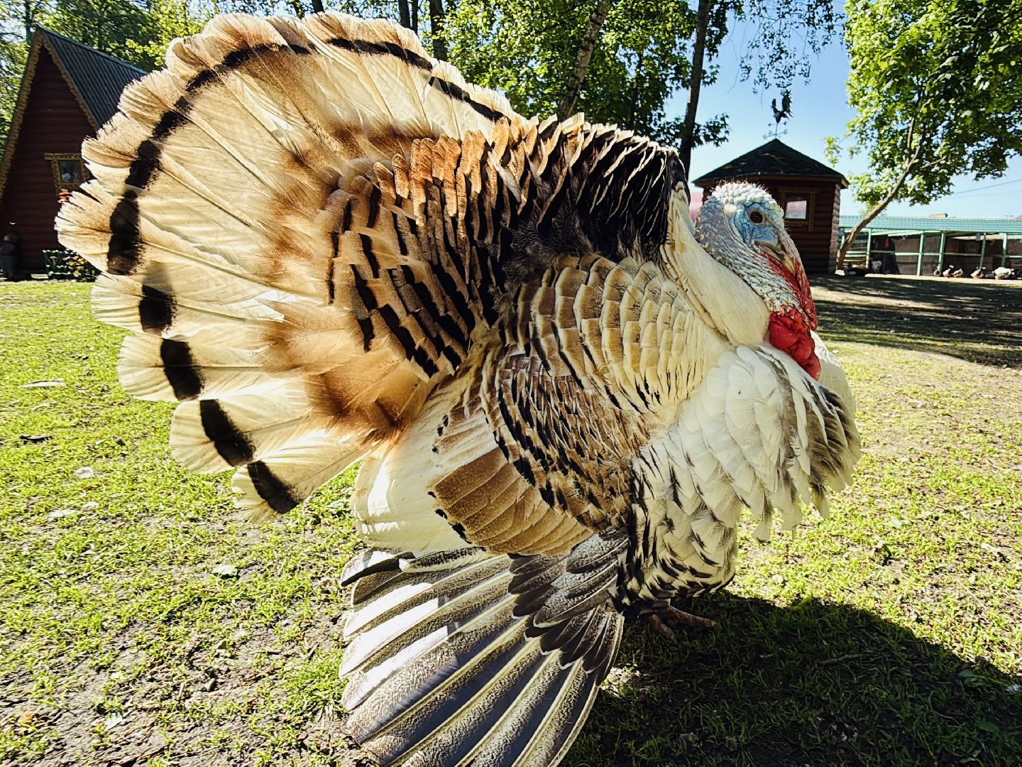 раменское, гжель, зоопарк,