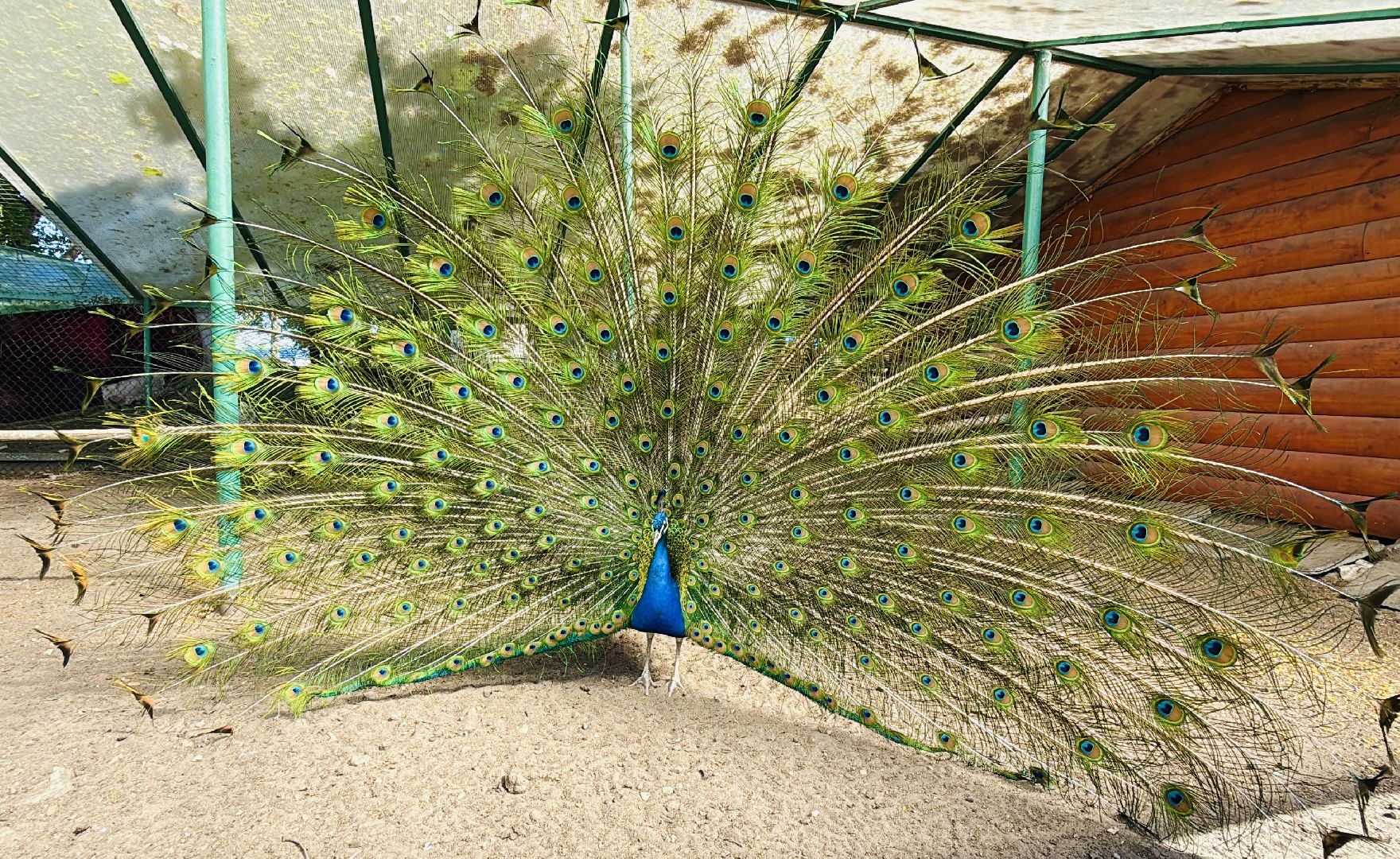 раменское, гжель, зоопарк,