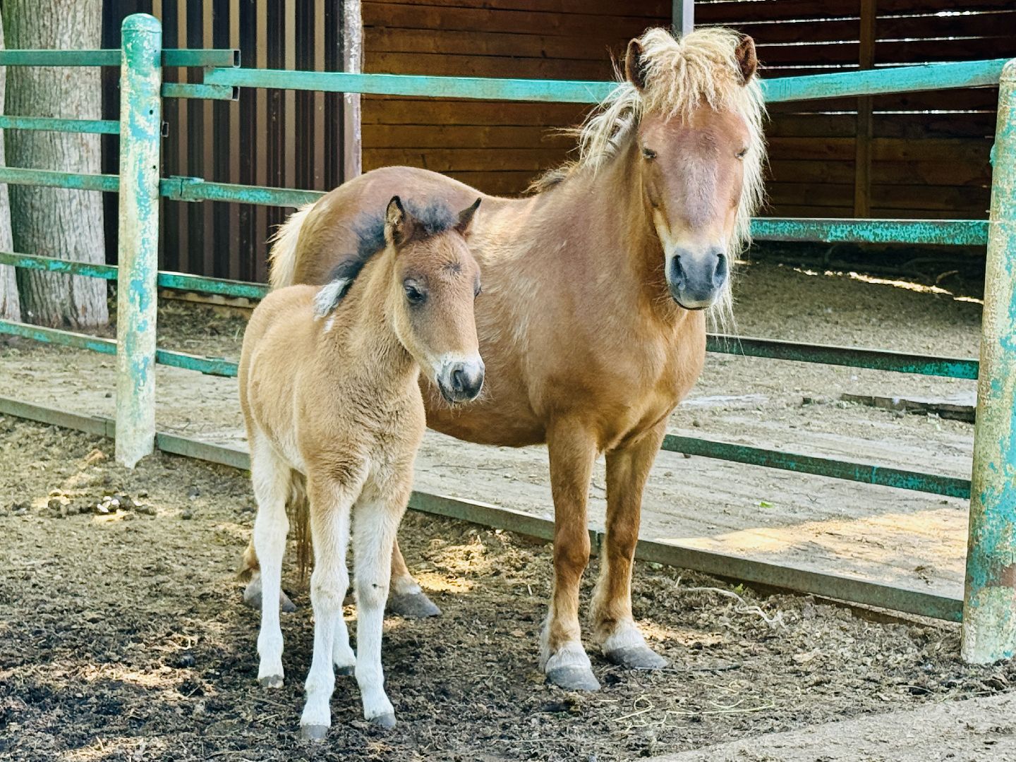 раменское, гжель, зоопарк,