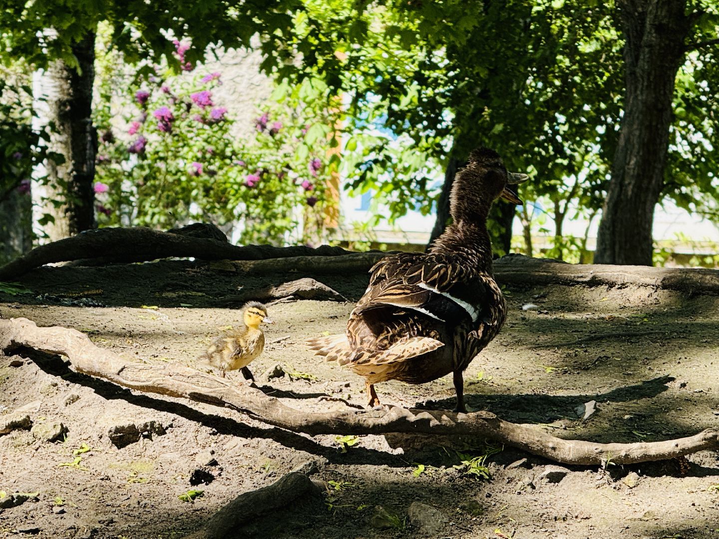 раменское, гжель, зоопарк,