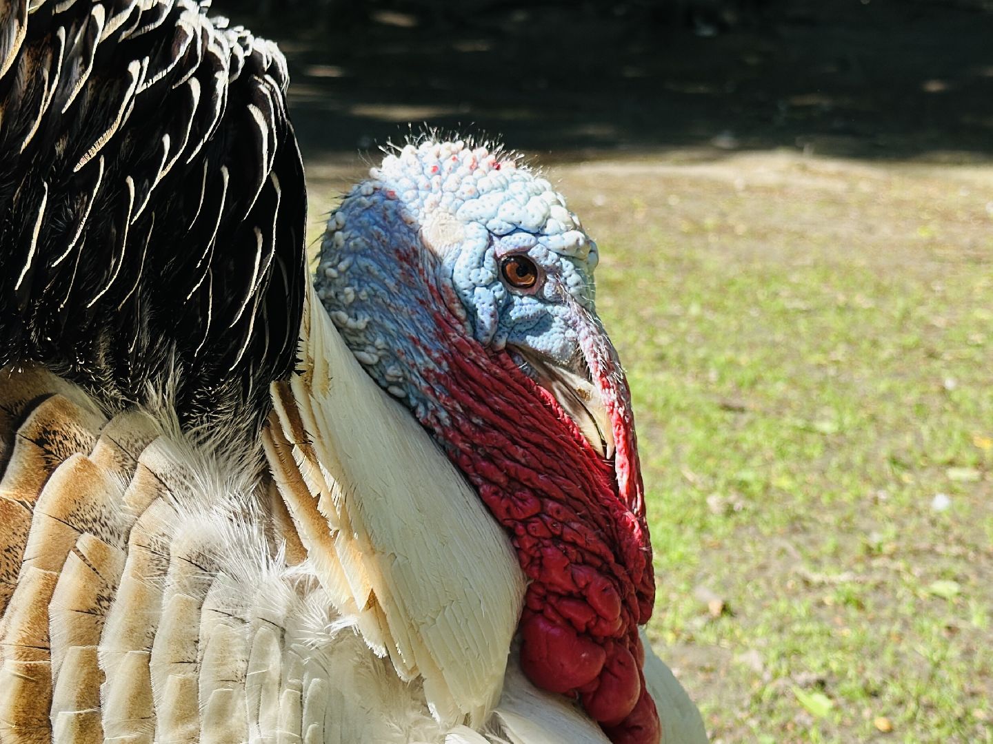 раменское, гжель, зоопарк,