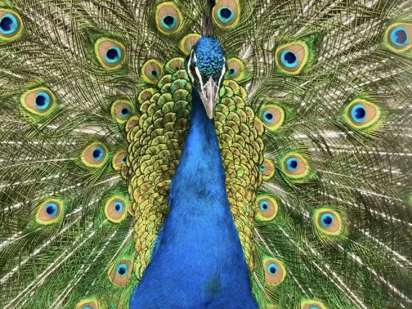 раменское, гжель, зоопарк,