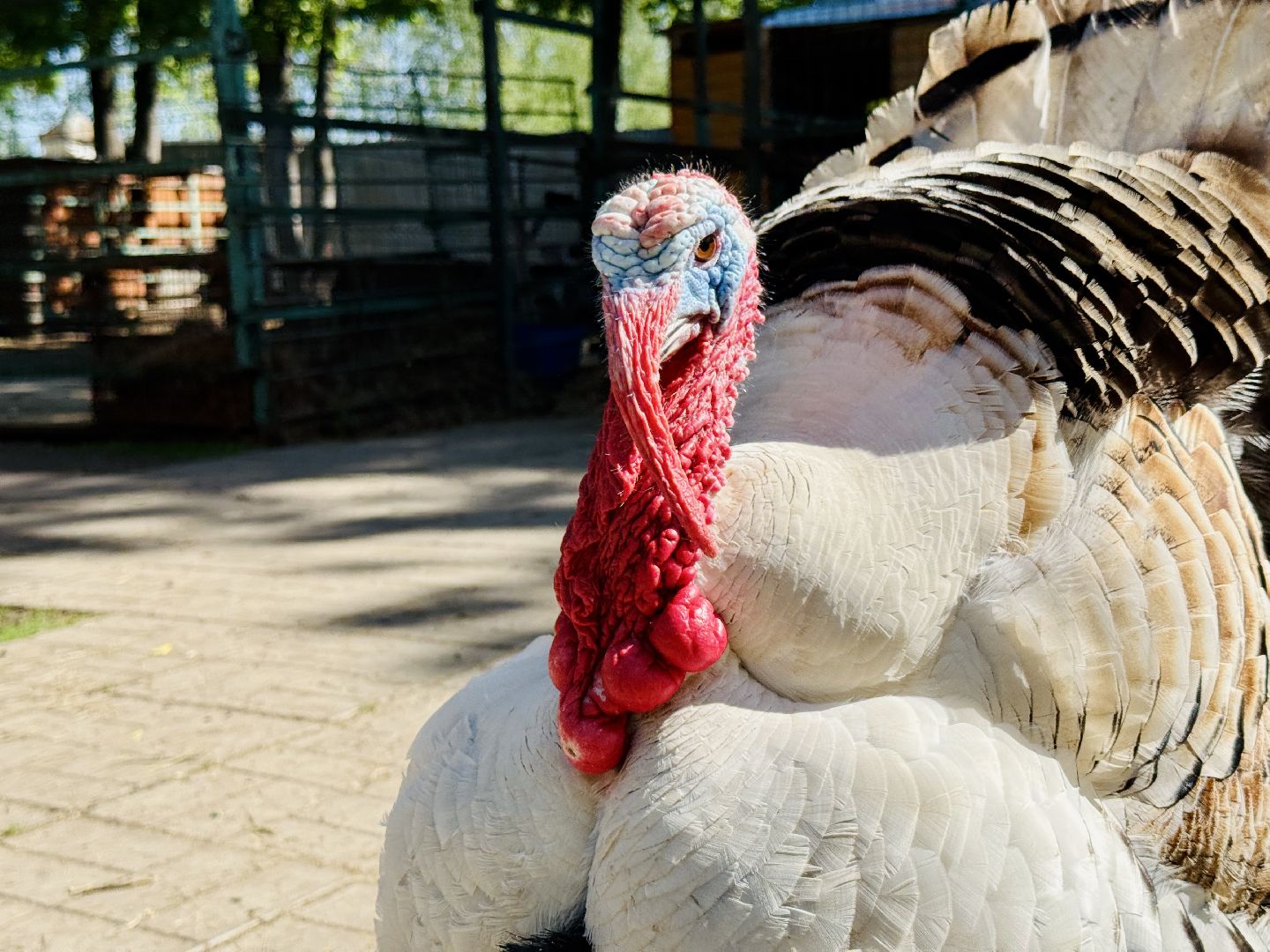 раменское, гжель, зоопарк,