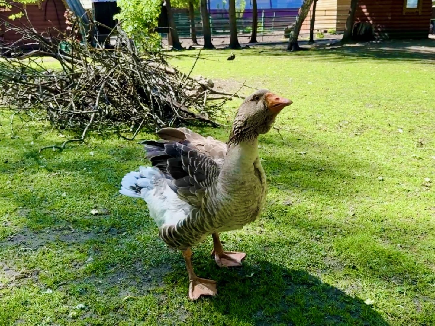 раменское, гжель, зоопарк,