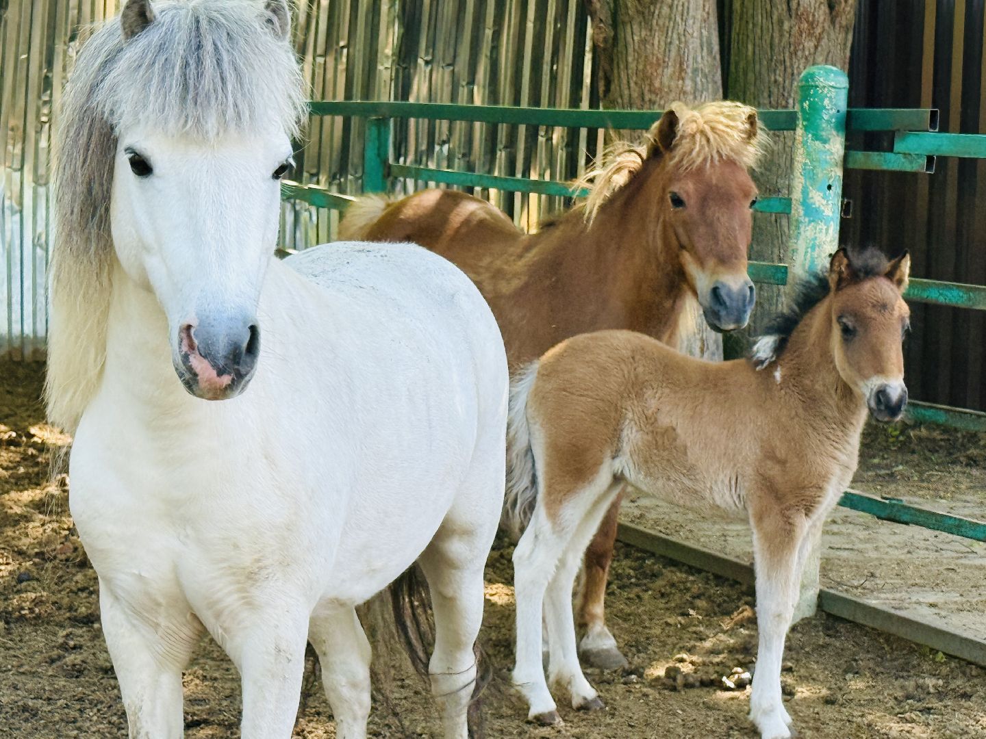 раменское, гжель, зоопарк,