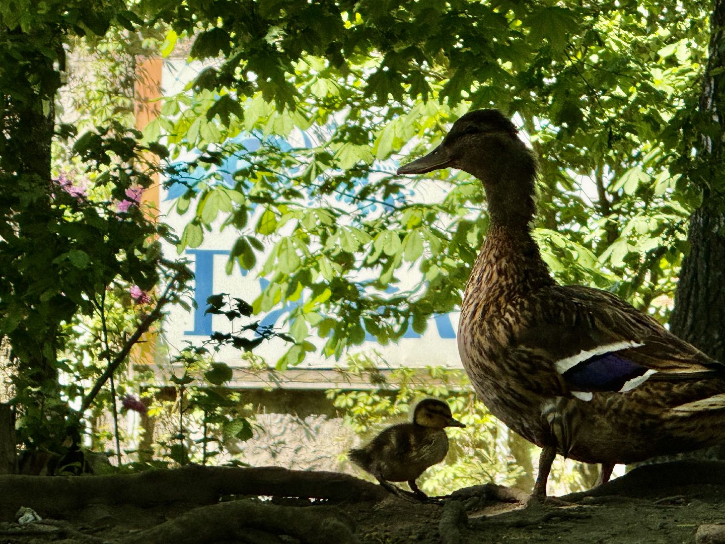 раменское, гжель, зоопарк,