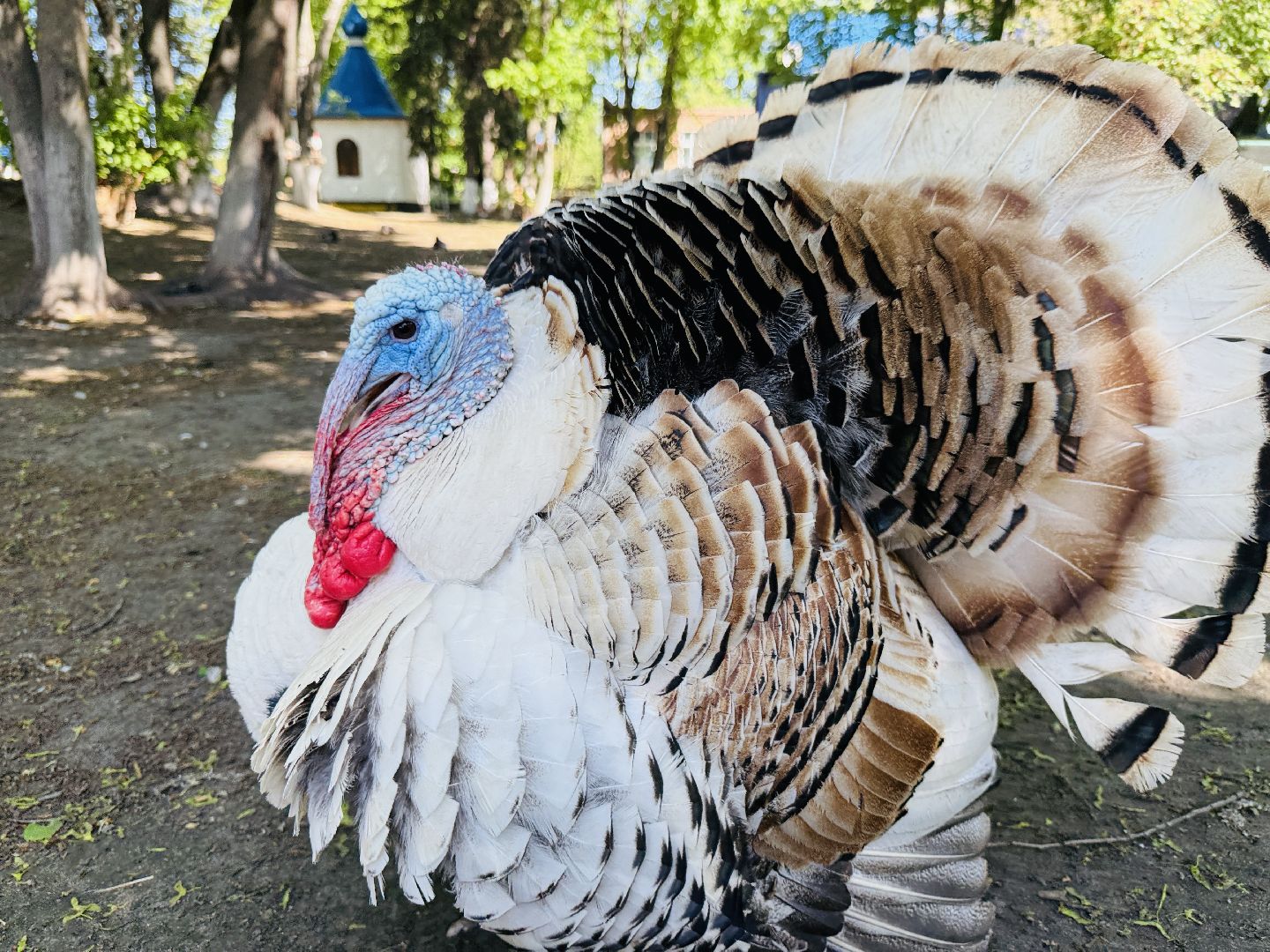 раменское, гжель, зоопарк,