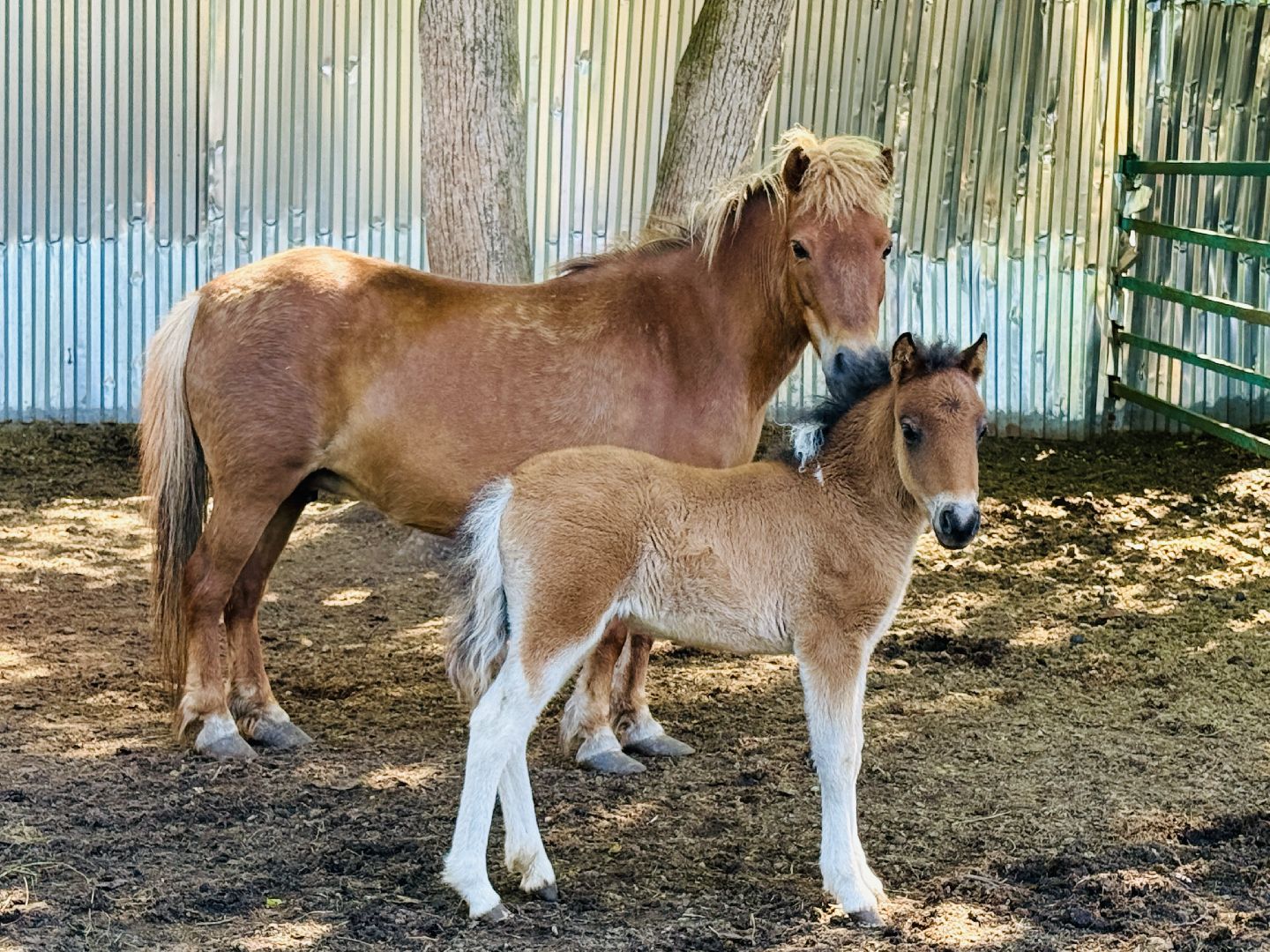 раменское, гжель, зоопарк,