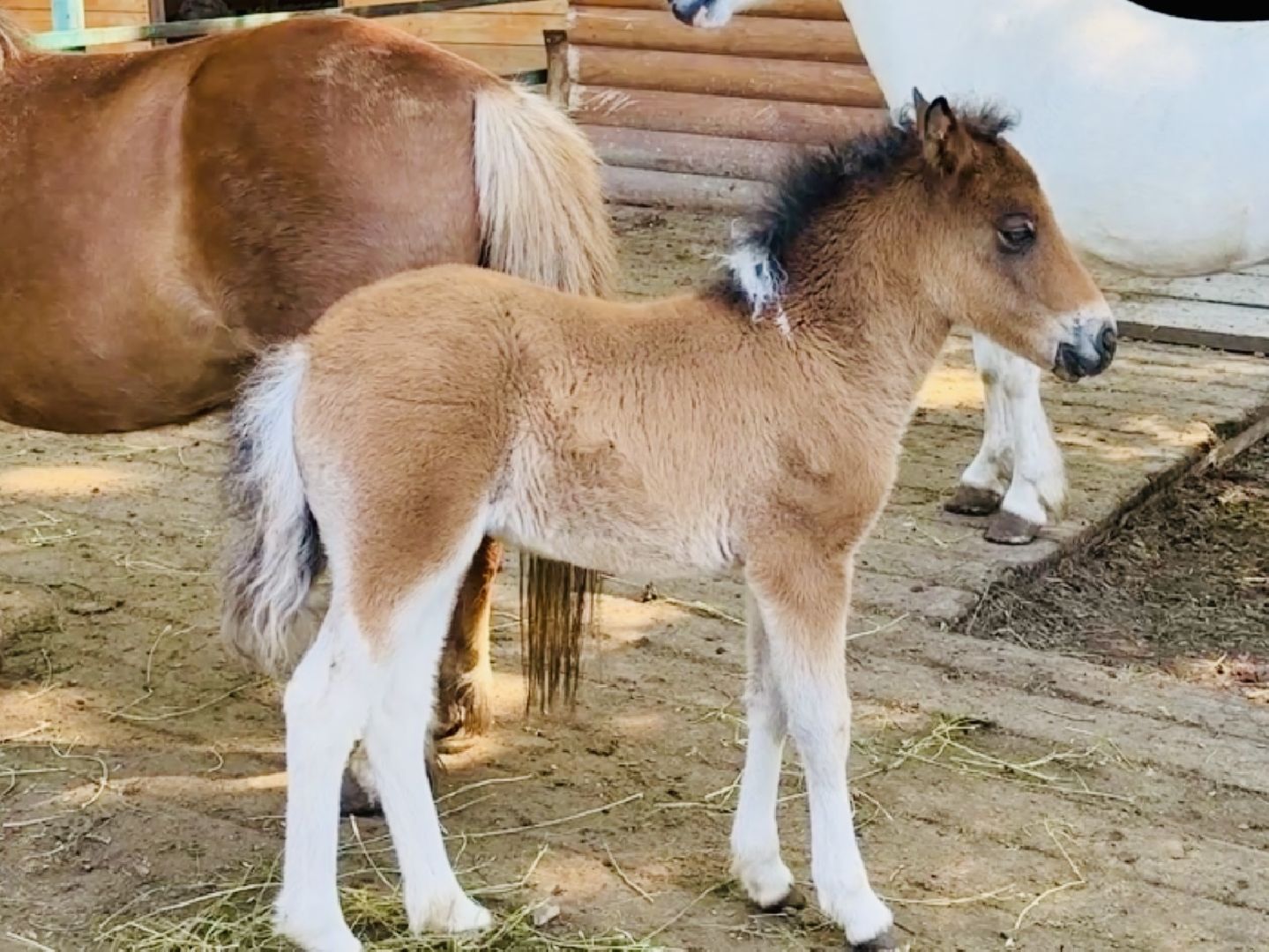 раменское, гжель, зоопарк,