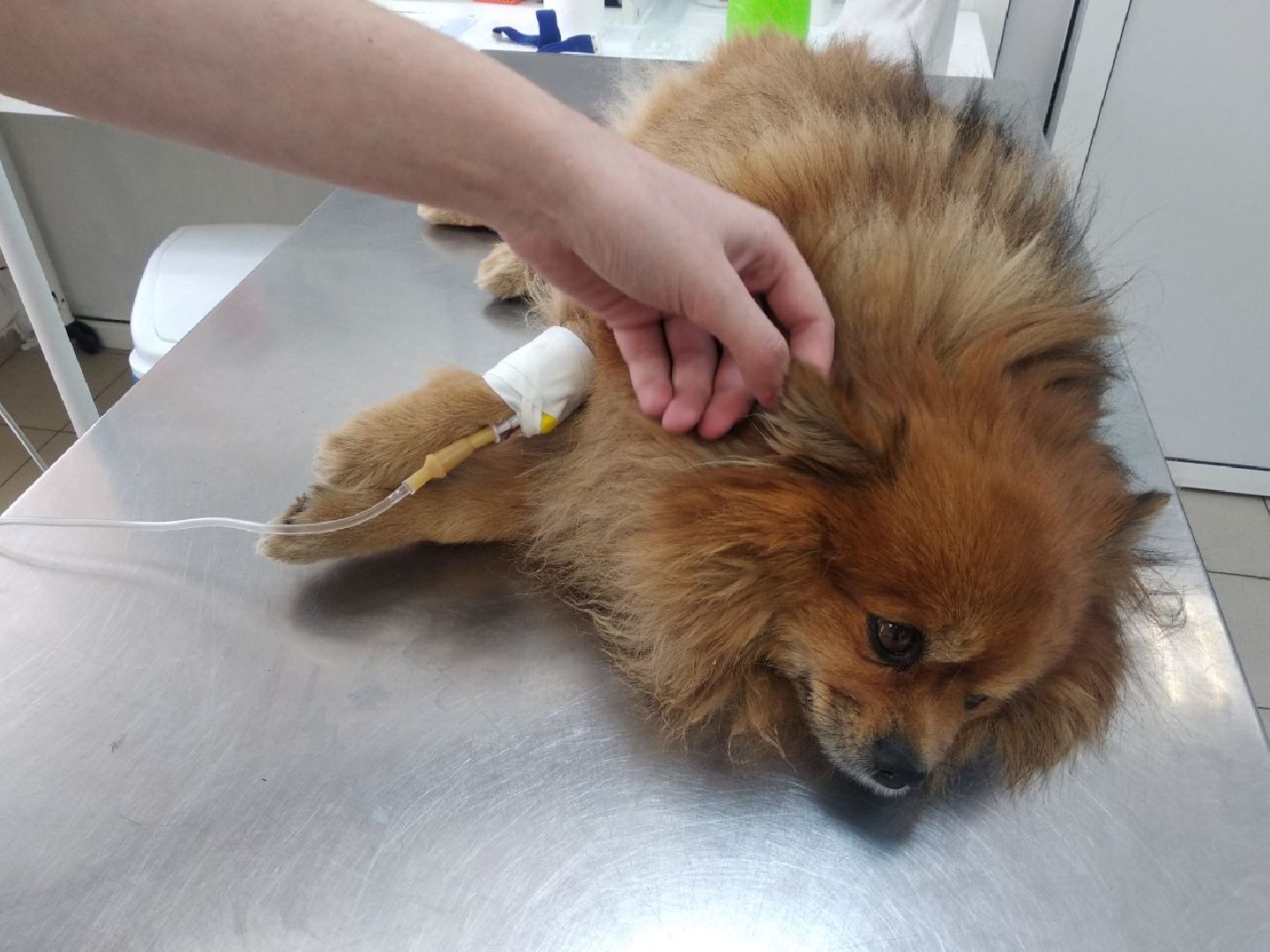 Дмитров, Ветеринарная станция, Минсельхоз МО