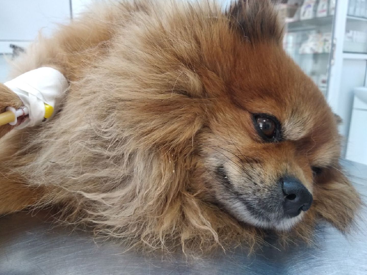 Дмитров, Ветеринарная станция, Минсельхоз МО