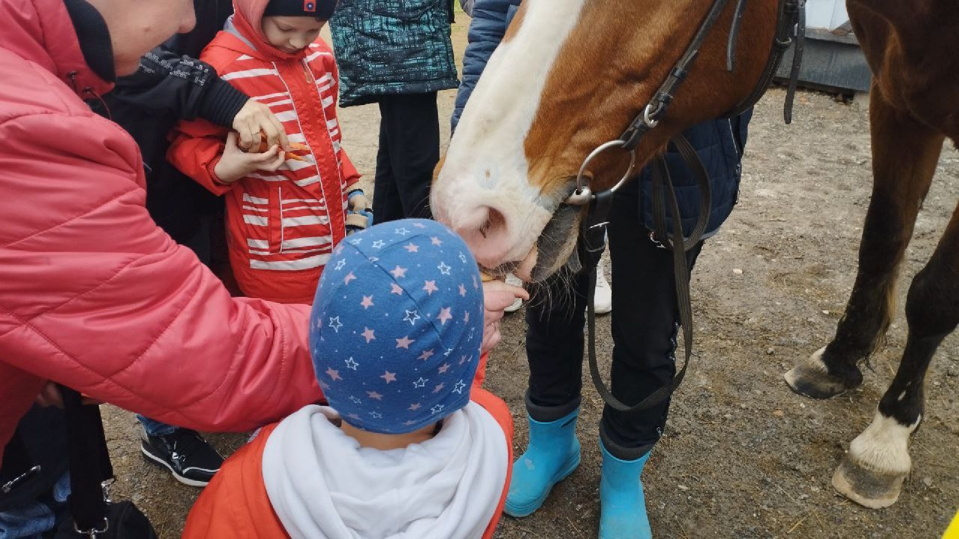 ивантеевка, центр социального обслуживания, иппотерапия, лошади, дети с овз, дети инвалиды,конный клуб,