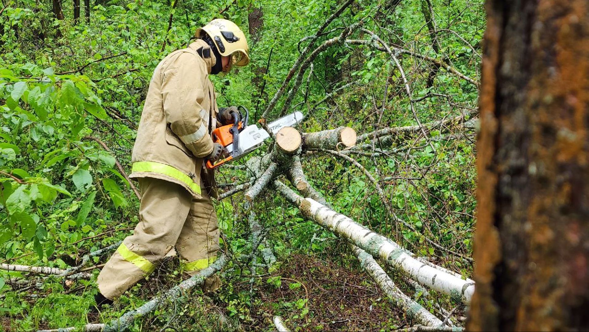 Дмитров, ЦЗВС, Дмитровский техникум, Благоустройство, Спасатели,