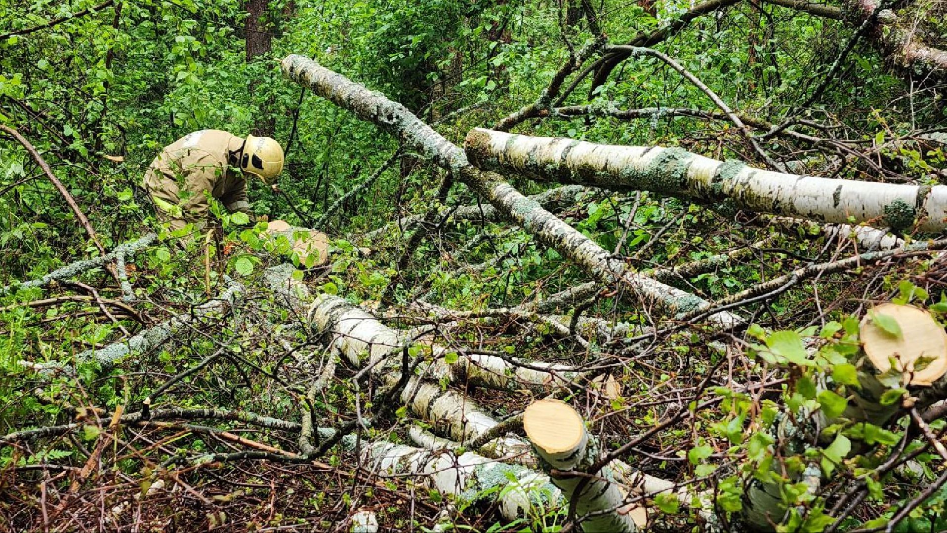 Дмитров, ЦЗВС, Дмитровский техникум, Благоустройство, Спасатели,