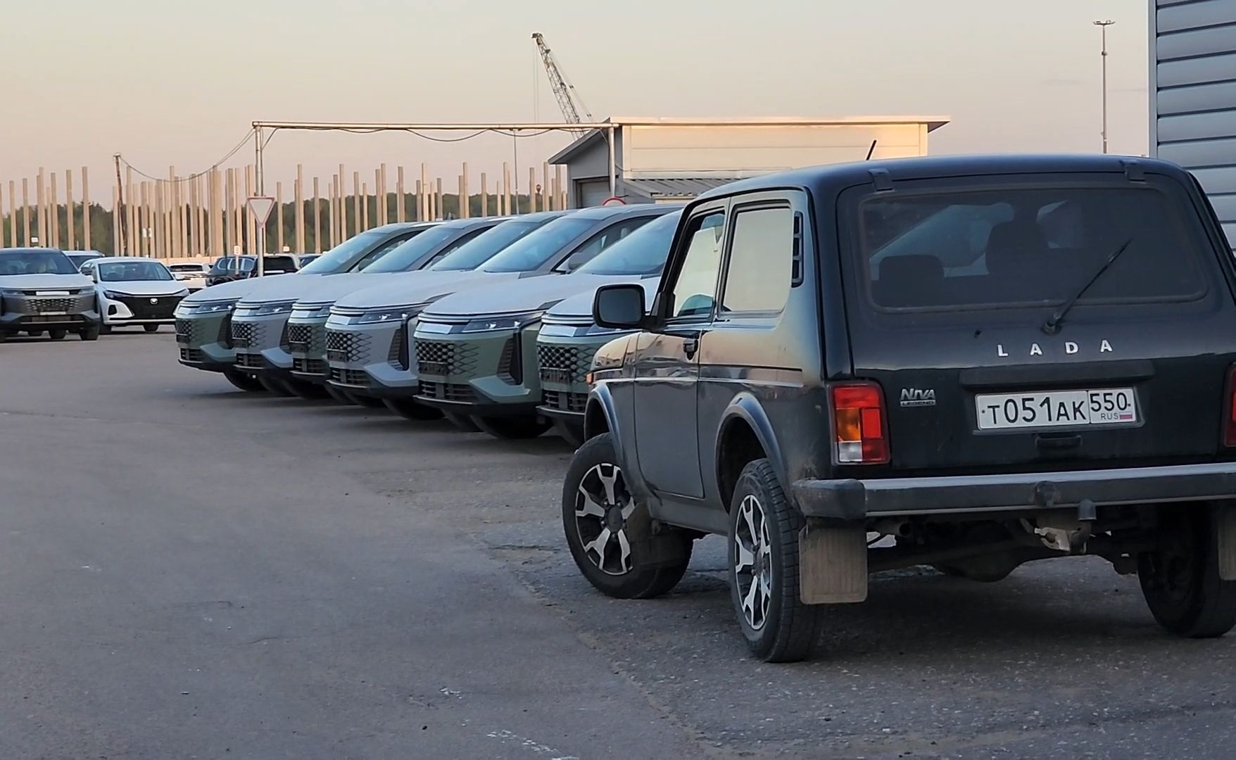 лось, дикое, животное,