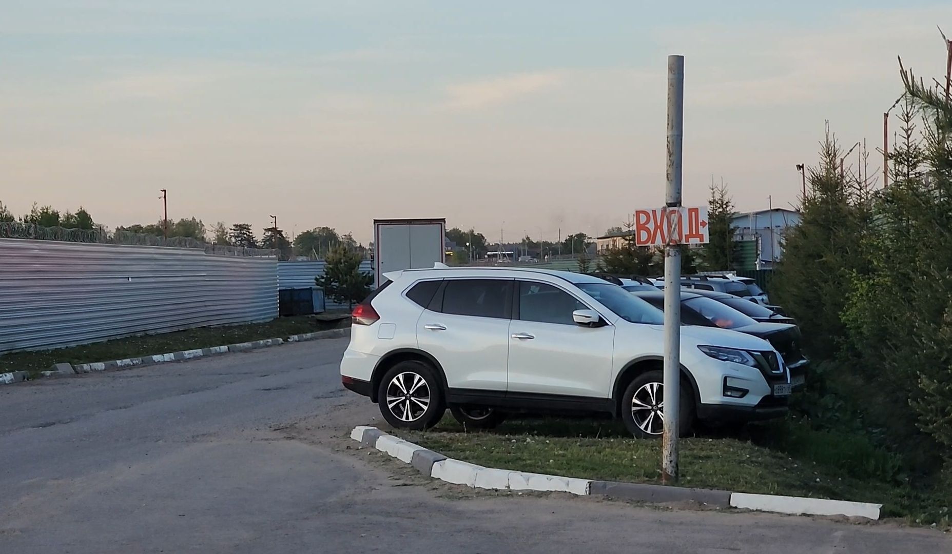 лось, дикое, животное,