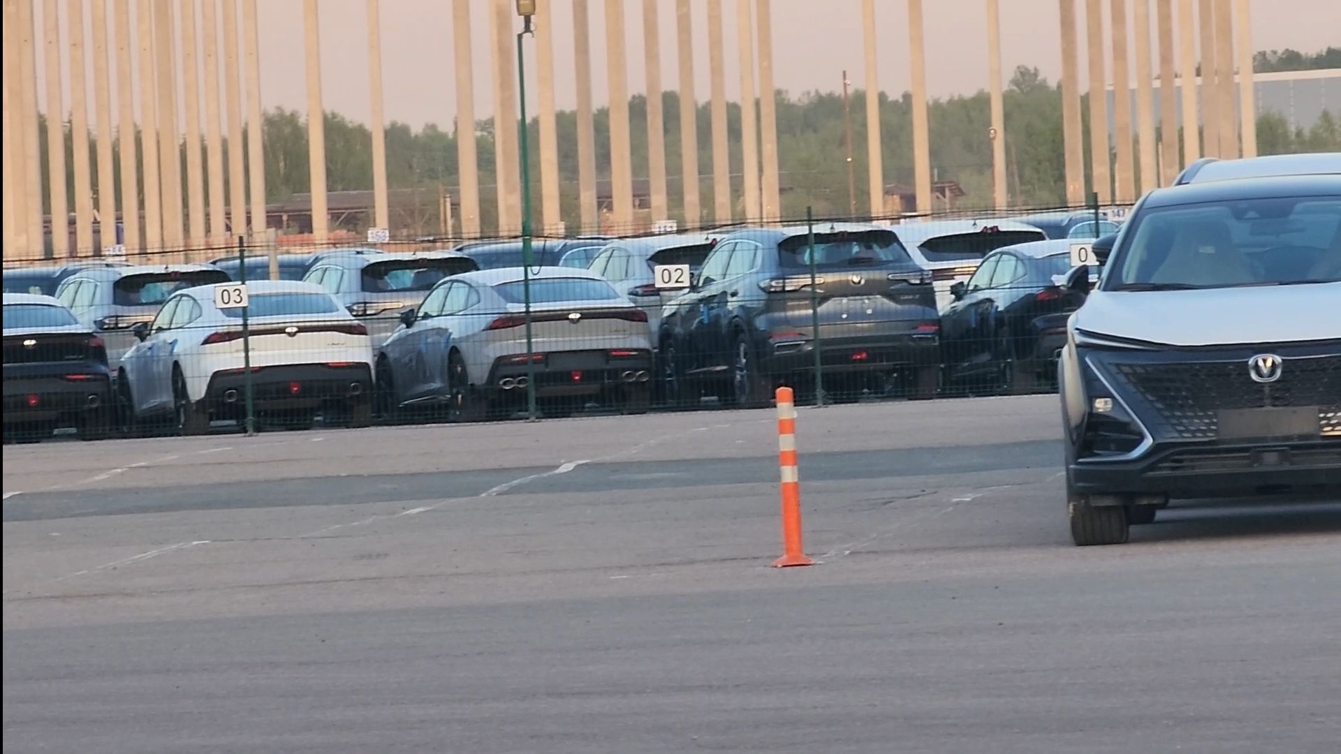 лось, дикое, животное,