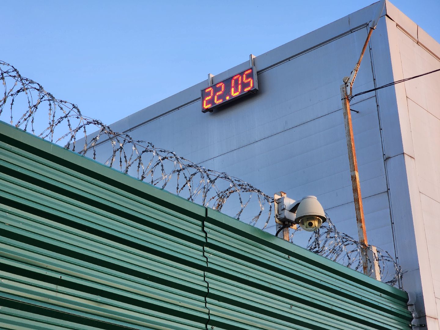 лось, дикое, животное,