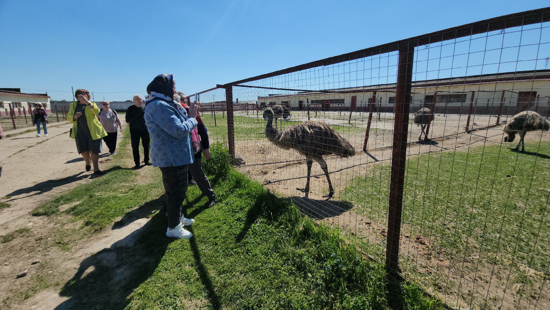 серпухов, подмосковье, страусы, эму, русский страус,