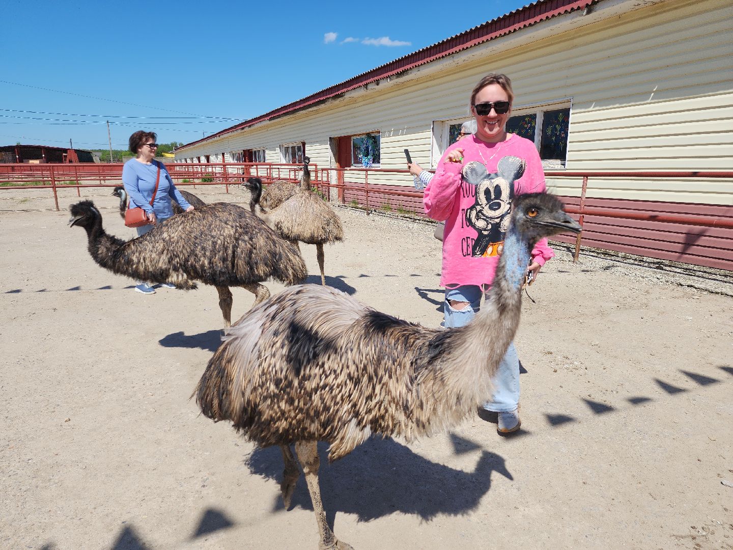 серпухов, подмосковье, страусы, эму, русский страус,