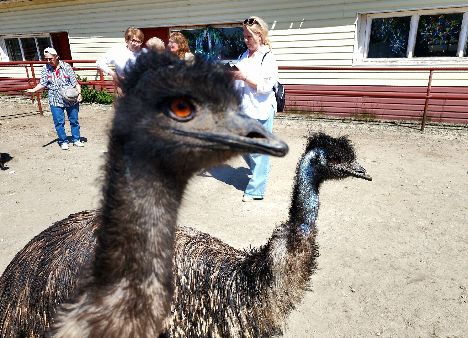 серпухов, подмосковье, страусы, эму, русский страус,
